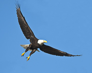 Bald Eagle